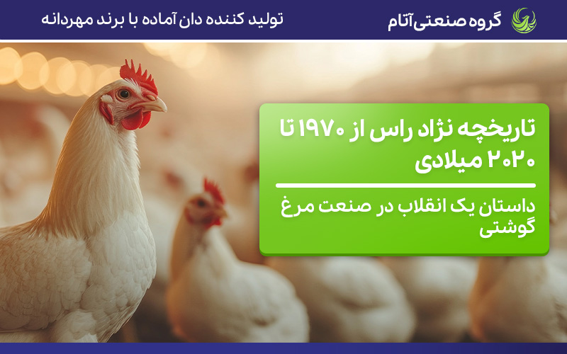 تاریخچه نژاد راس؛ داستان یک انقلاب در عرصه پرورش مرغ گوشتی